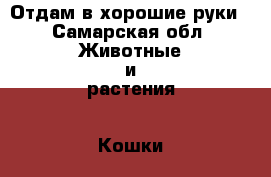 Отдам в хорошие руки - Самарская обл. Животные и растения » Кошки   